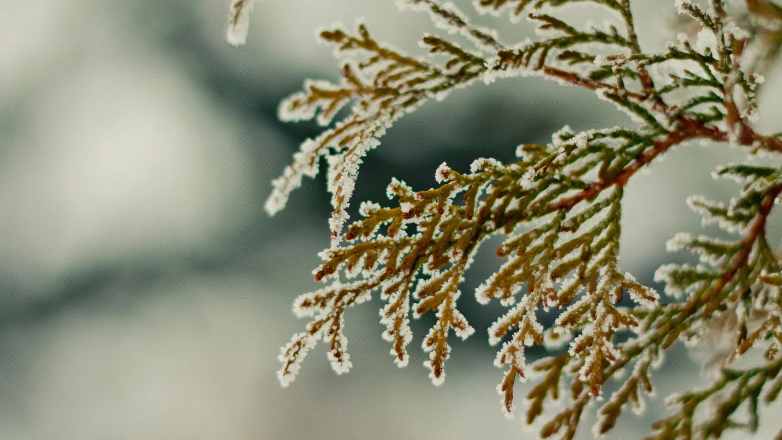 зима, ветка, снег, winter2k10, hombre