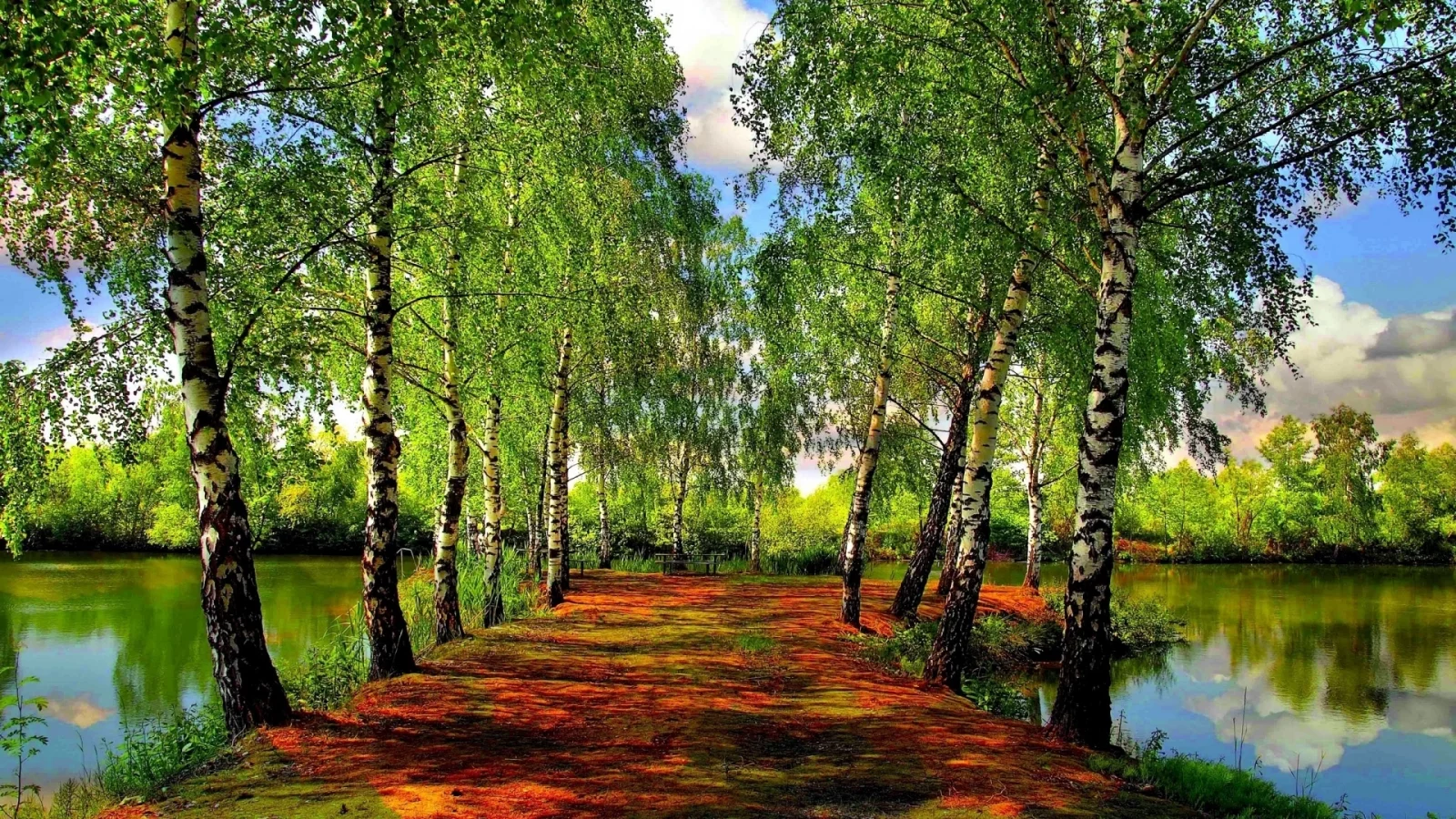 березы, речка, небо
