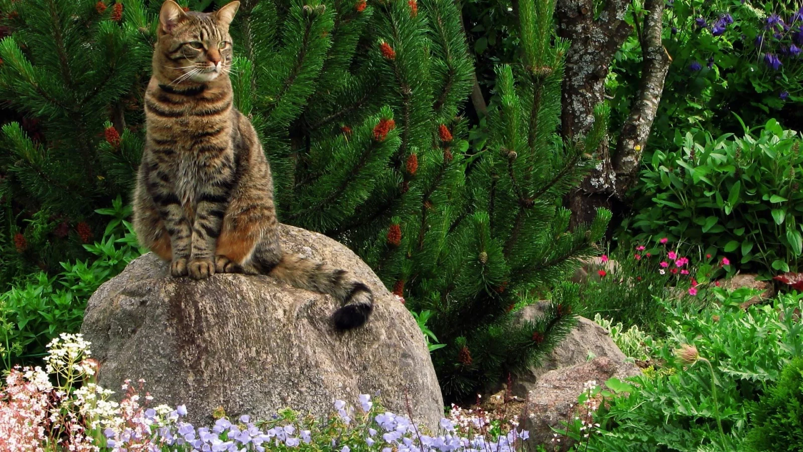 кот, ель, животные