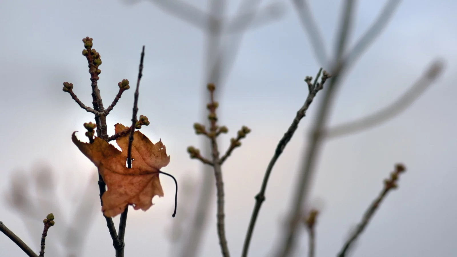 ветка, leaf, autumn wallpapers, осень, ветви, фото, листья, листок, природа, tree, leaves, обои, ветки