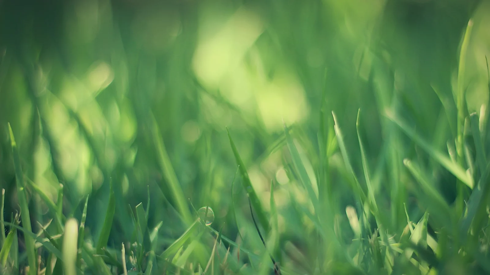 трава, зеленый, grass