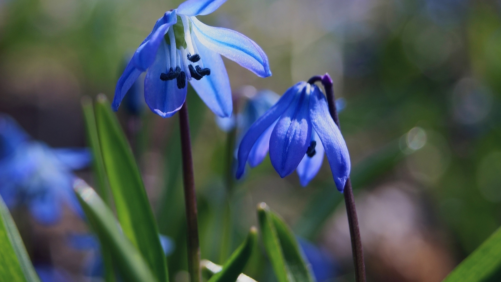 Синие весенние цветы