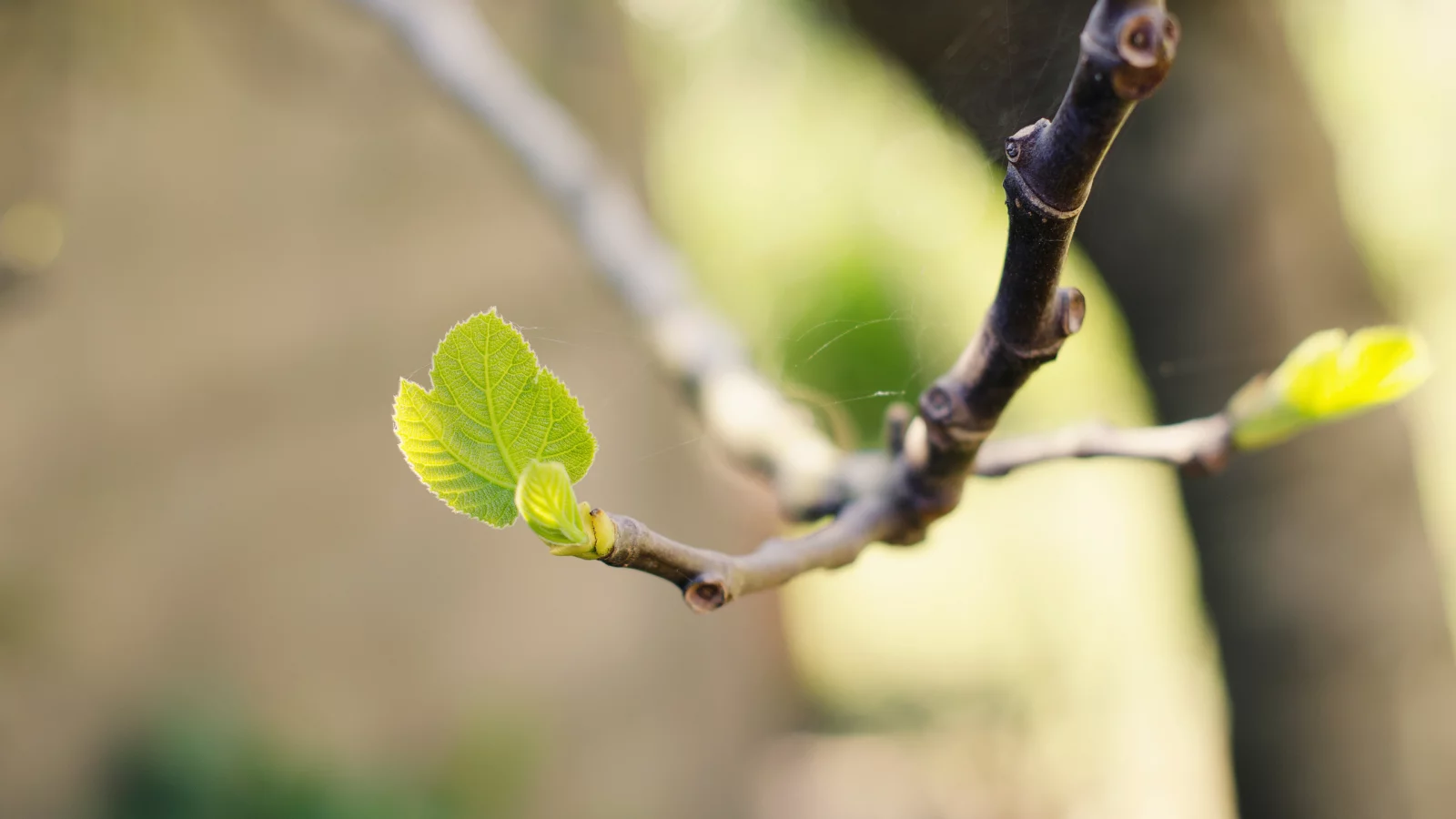 природа, nature, боке, web, bokeh, macro, ветка, branch, паутина, ростки, leaves, sprouts, макро, листья, 2560x1600
