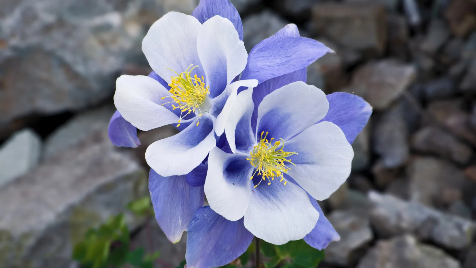 аквилегия, макро, камни, aquilegia, синий, цветы, нежность, голубой
