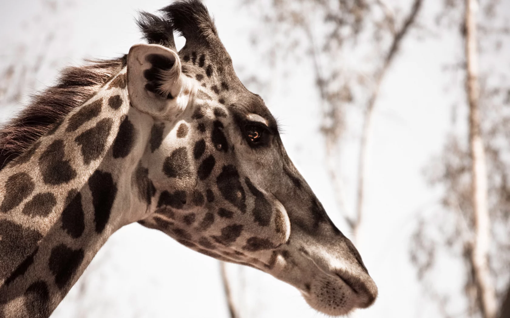 animal, природа, жираф, макро, giraffe