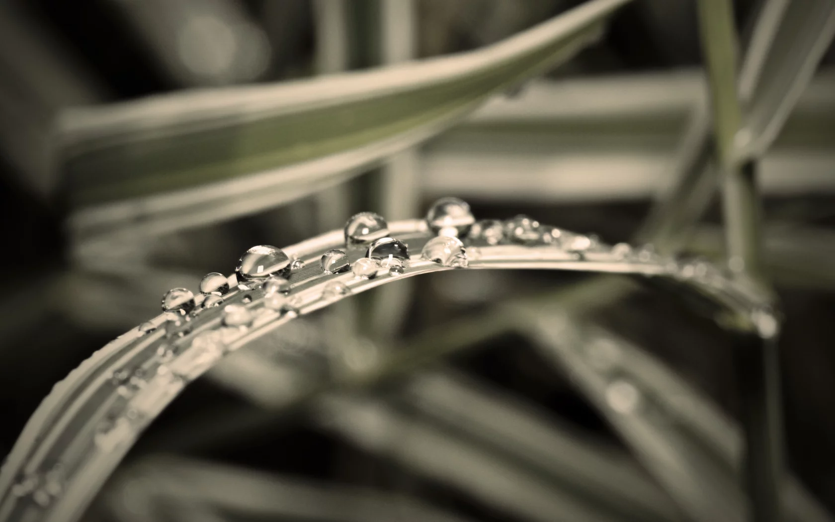 дождь, капли, вода, macro, трава, макро