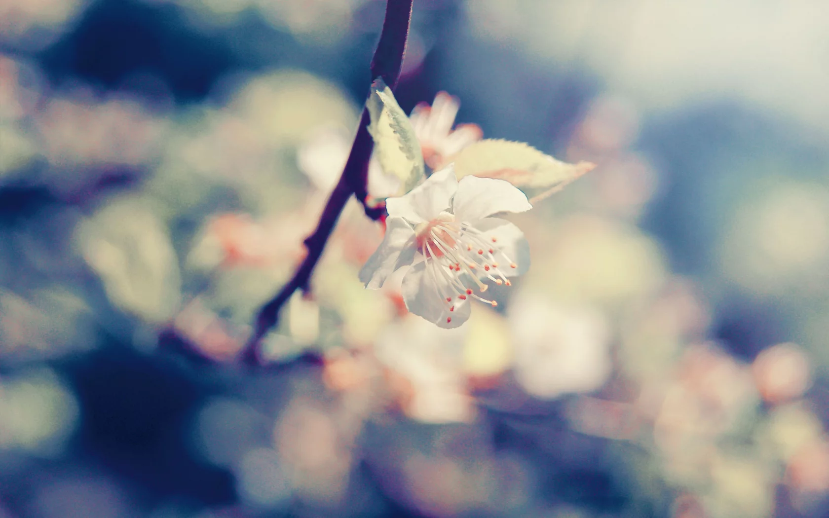 macro, фокус, цветы, ветка, макро, лепестки, blossom, cherry