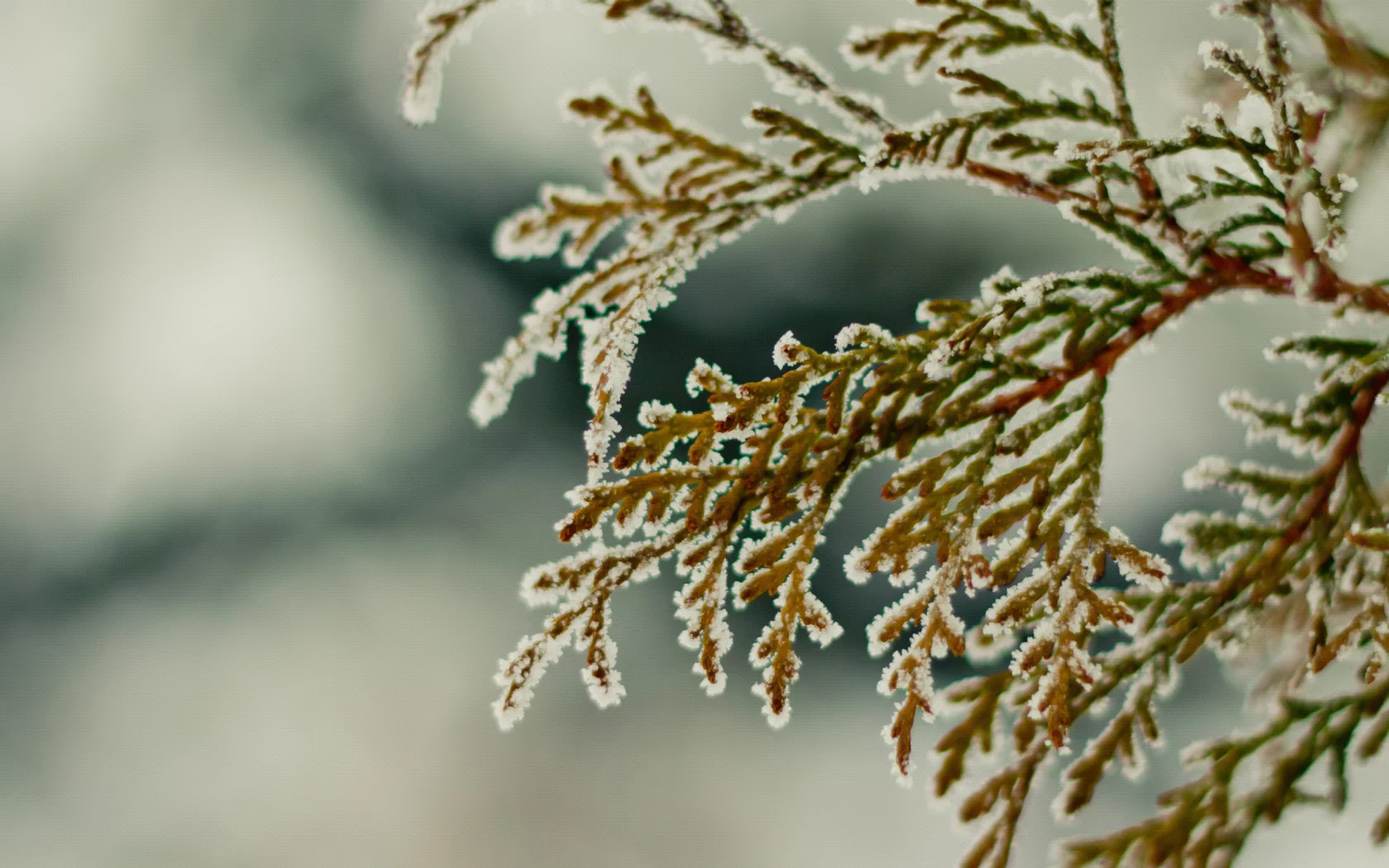 зима, ветка, снег, winter2k10, hombre