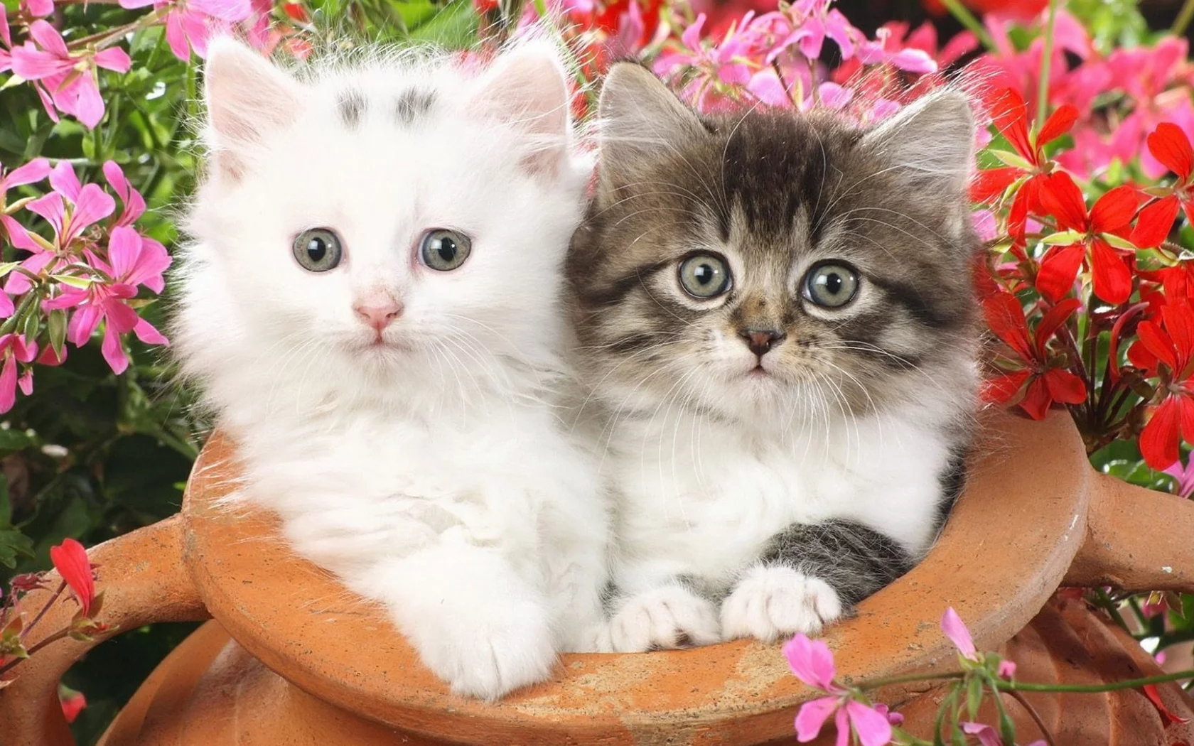 котята, цветы, животные