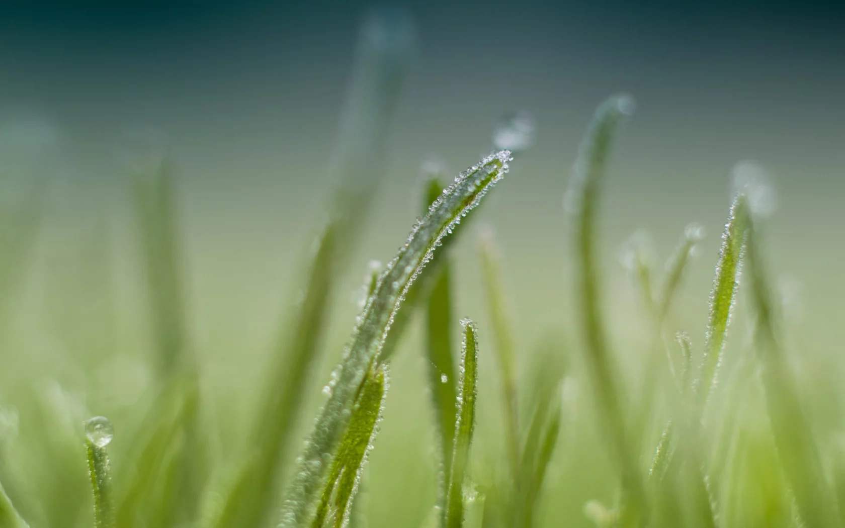 1920x1200, макро, focus, grass, трава, dew, роса, фокус, nature, macro, природа