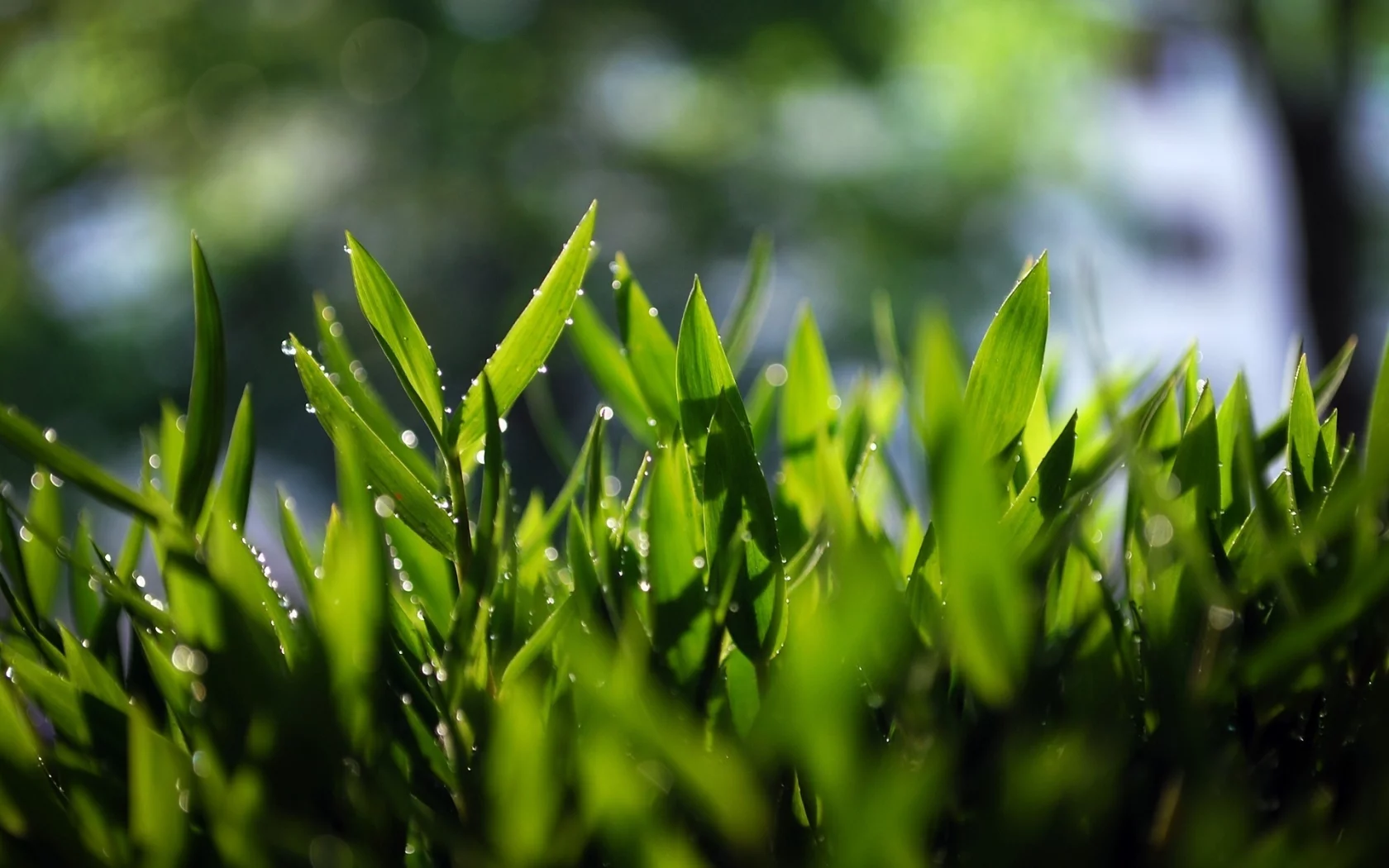 зелень, grass, трава