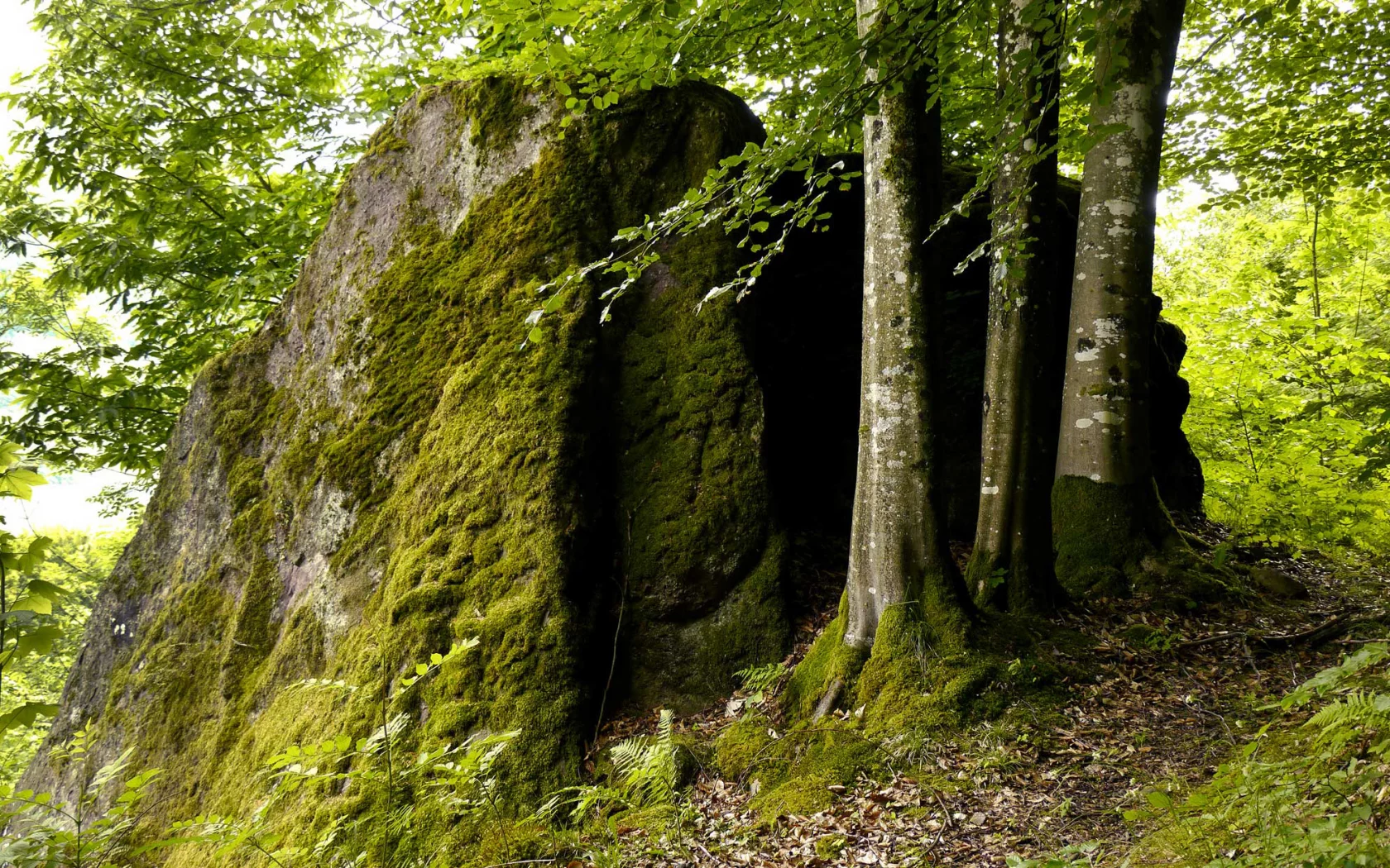 лес, деревья, мох, камень