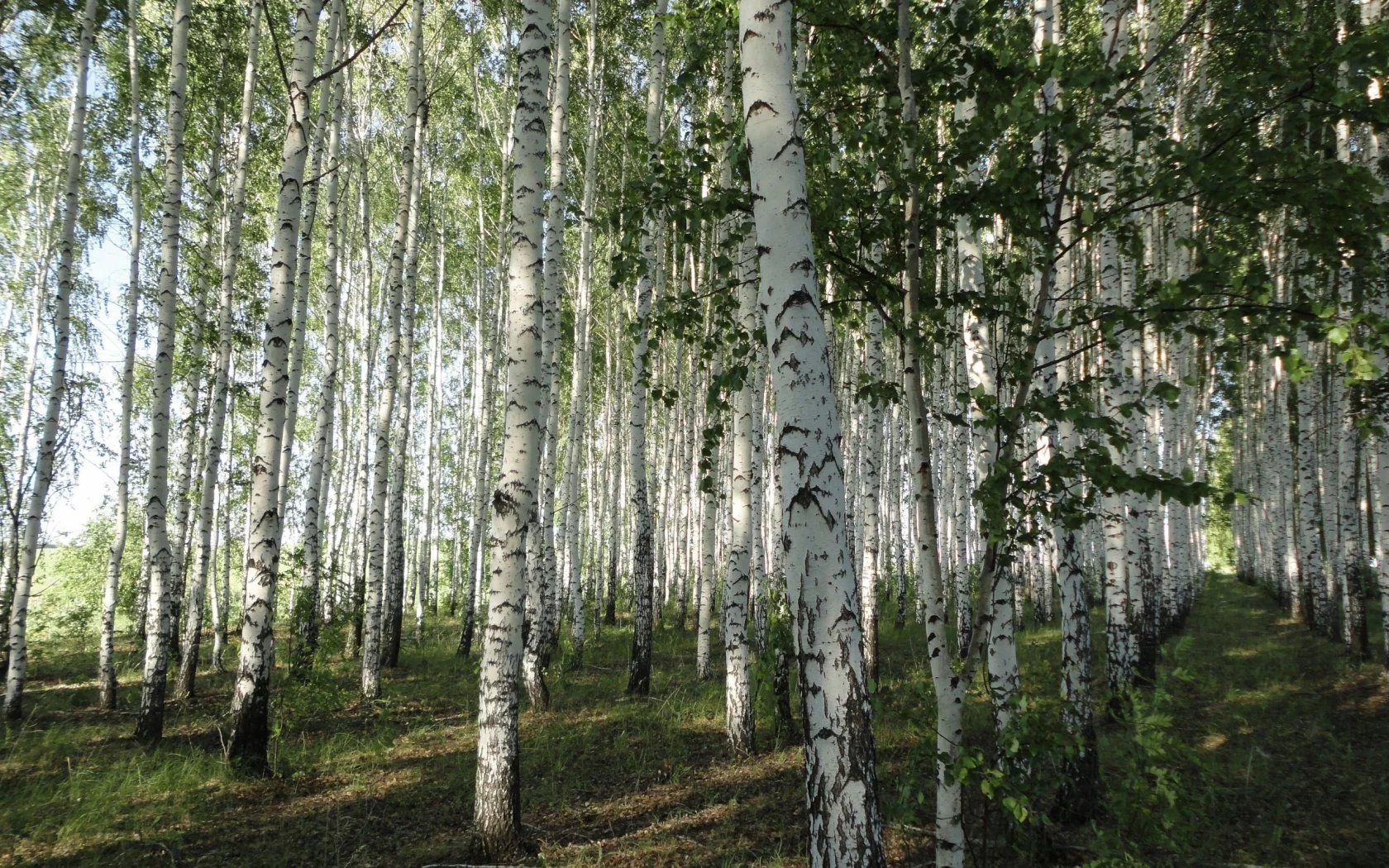 берёзовая, стволы, белая, лес, роща, кора