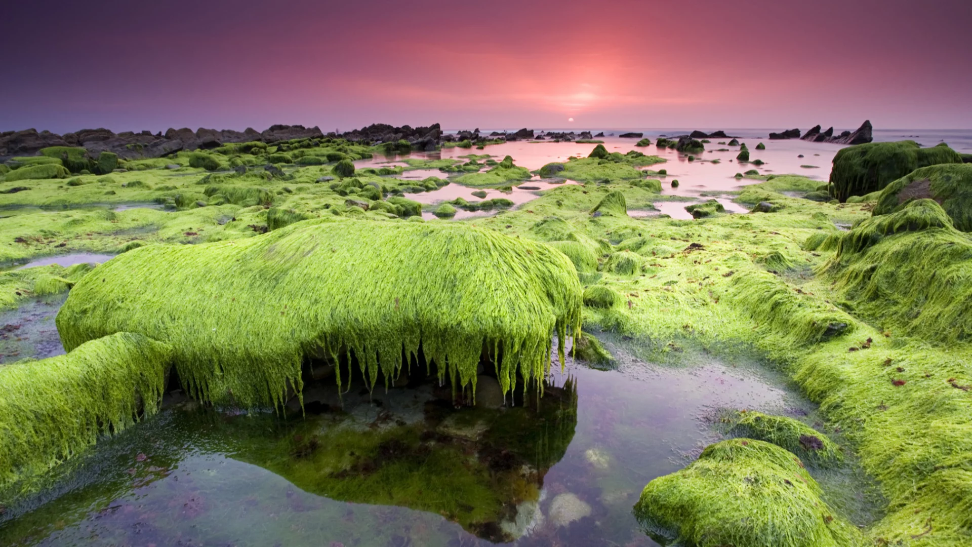 водоросли, небо, море