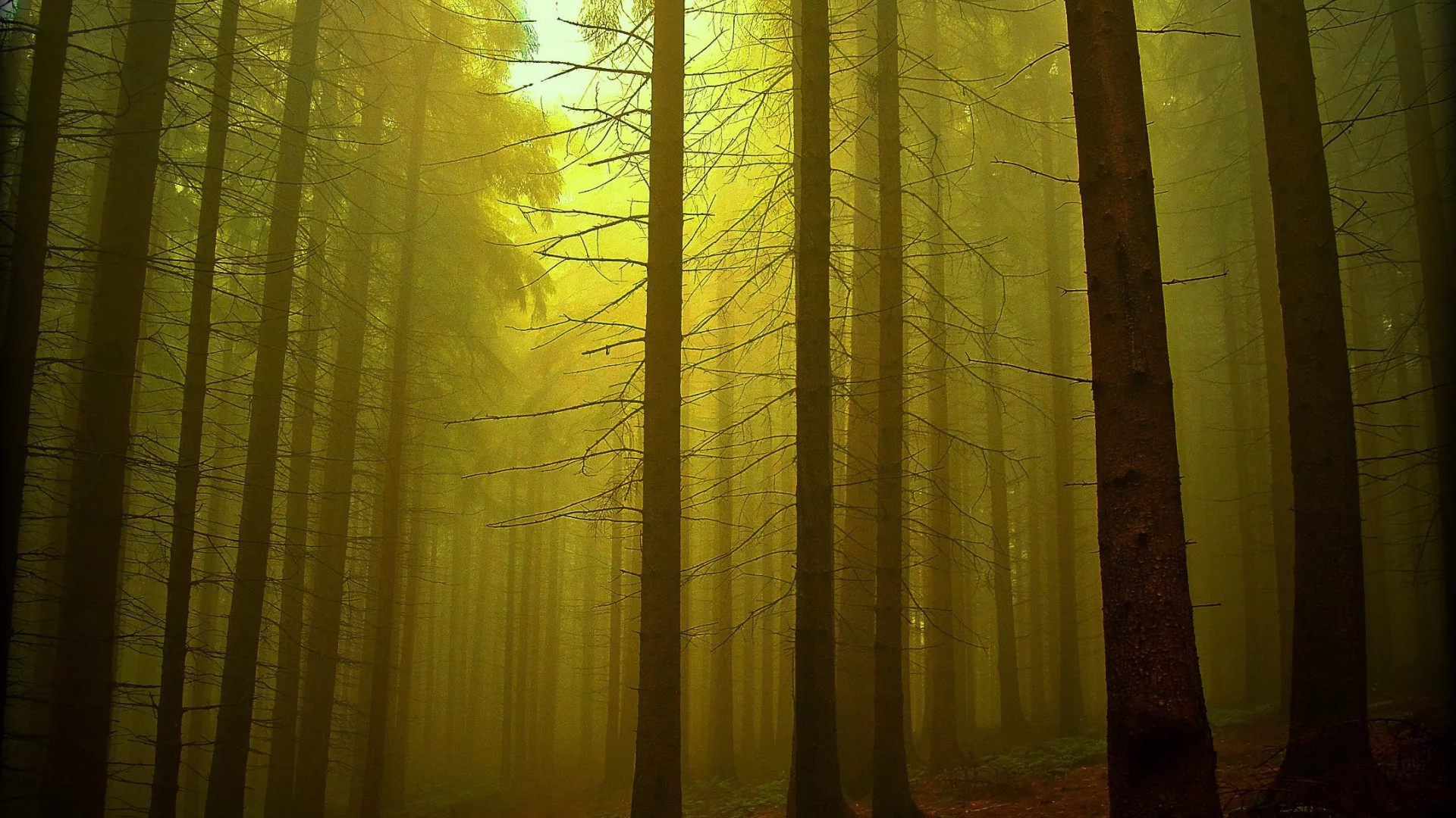 лес, свет, природа