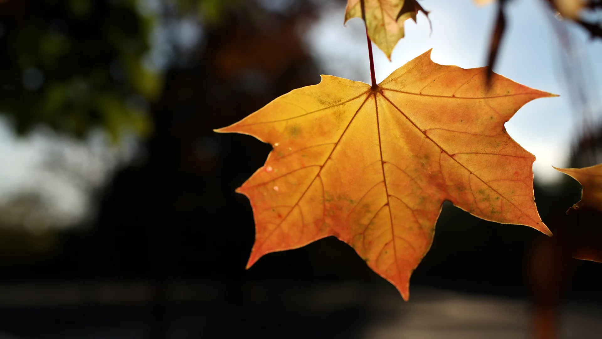 bokeh, листья, leaves, природа, 1920x1280, light, свет, осень, autumn, nature, боке
