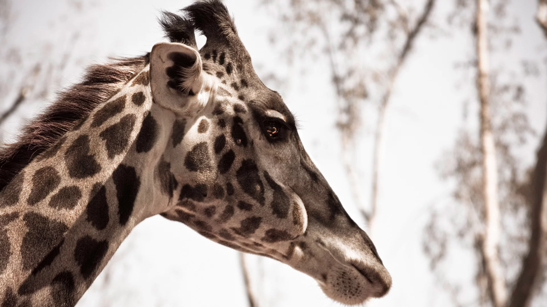 animal, природа, жираф, макро, giraffe