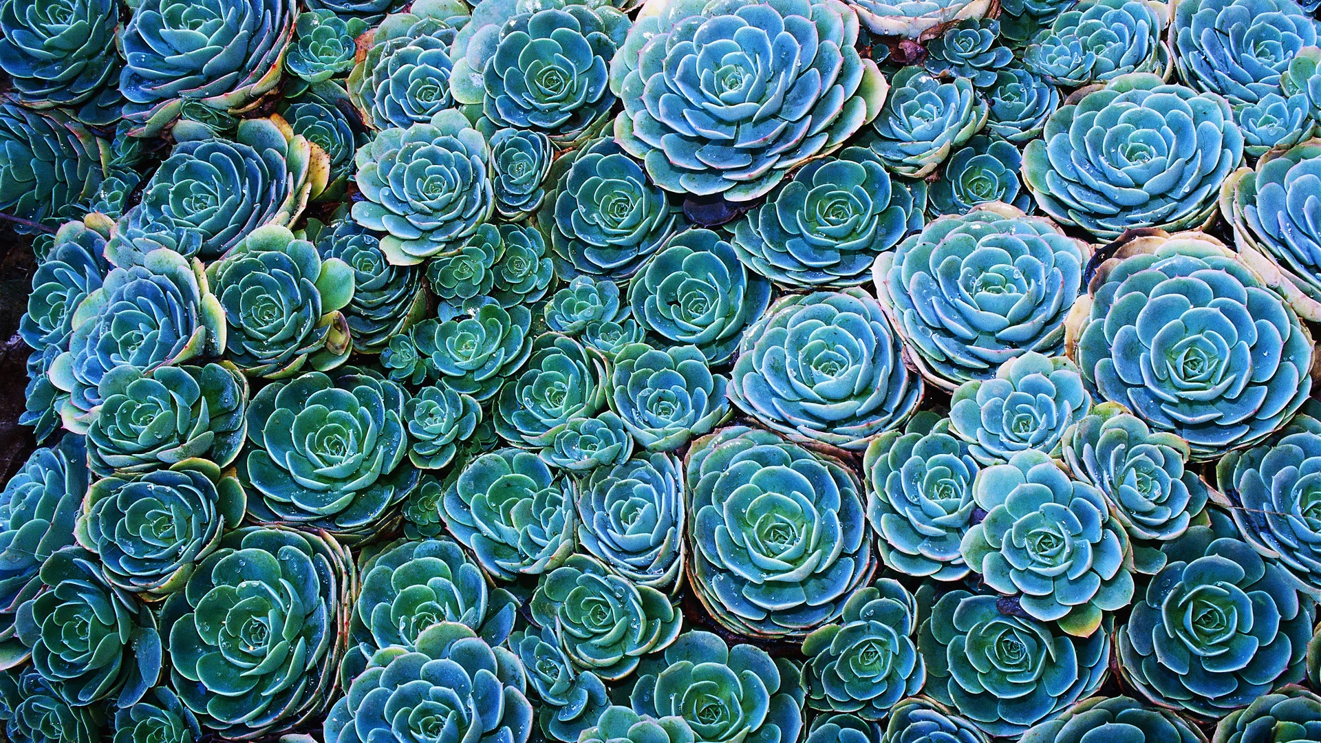 echeveria, cactus, зеленый