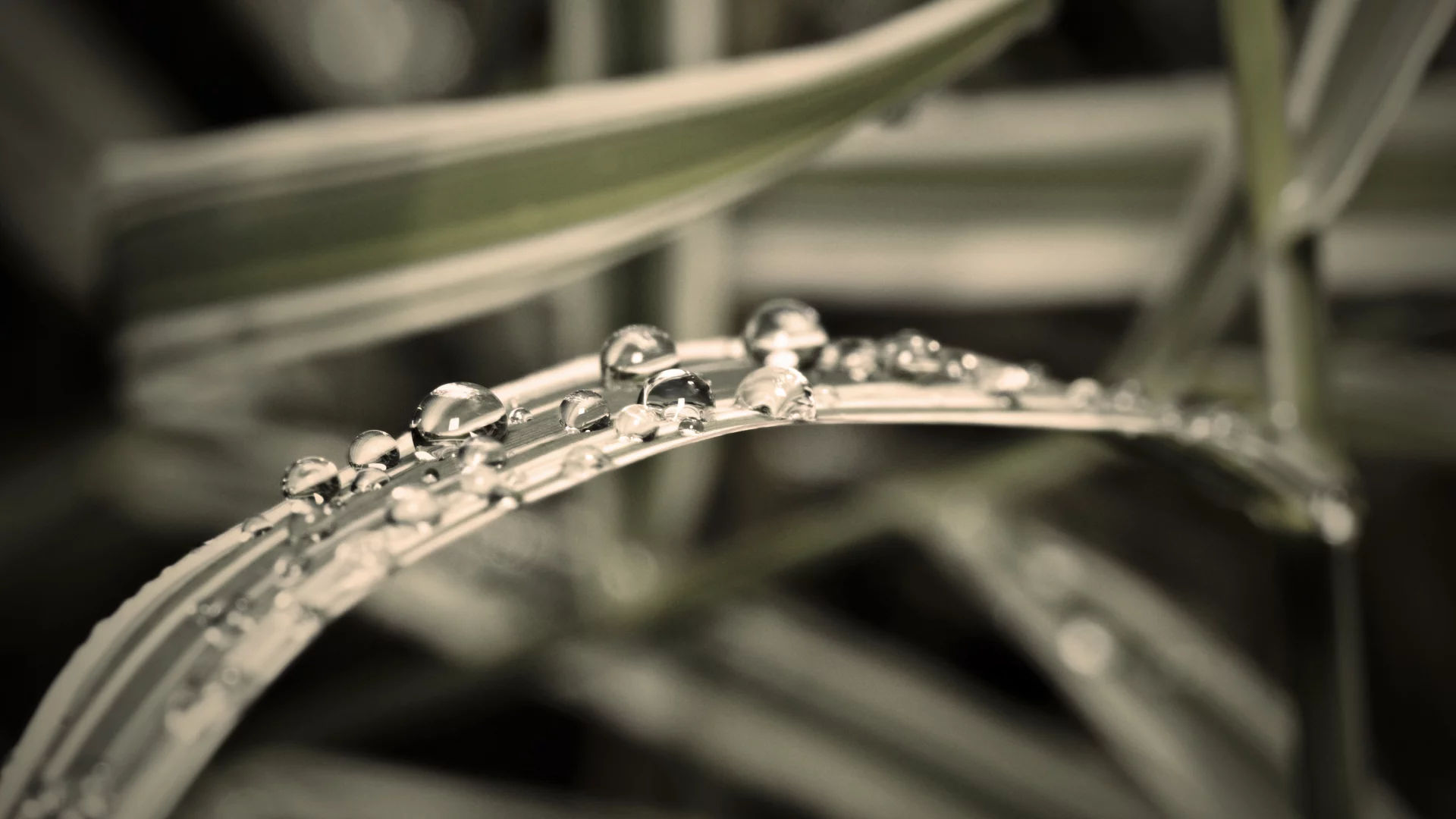 дождь, капли, вода, macro, трава, макро