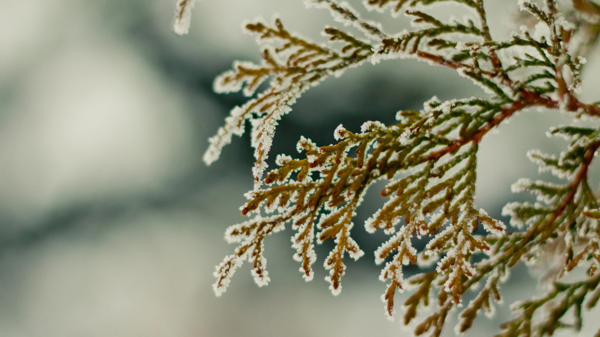 зима, ветка, снег, winter2k10, hombre