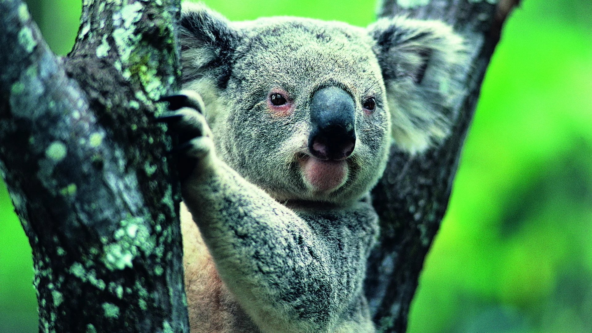 коала, животное, природа