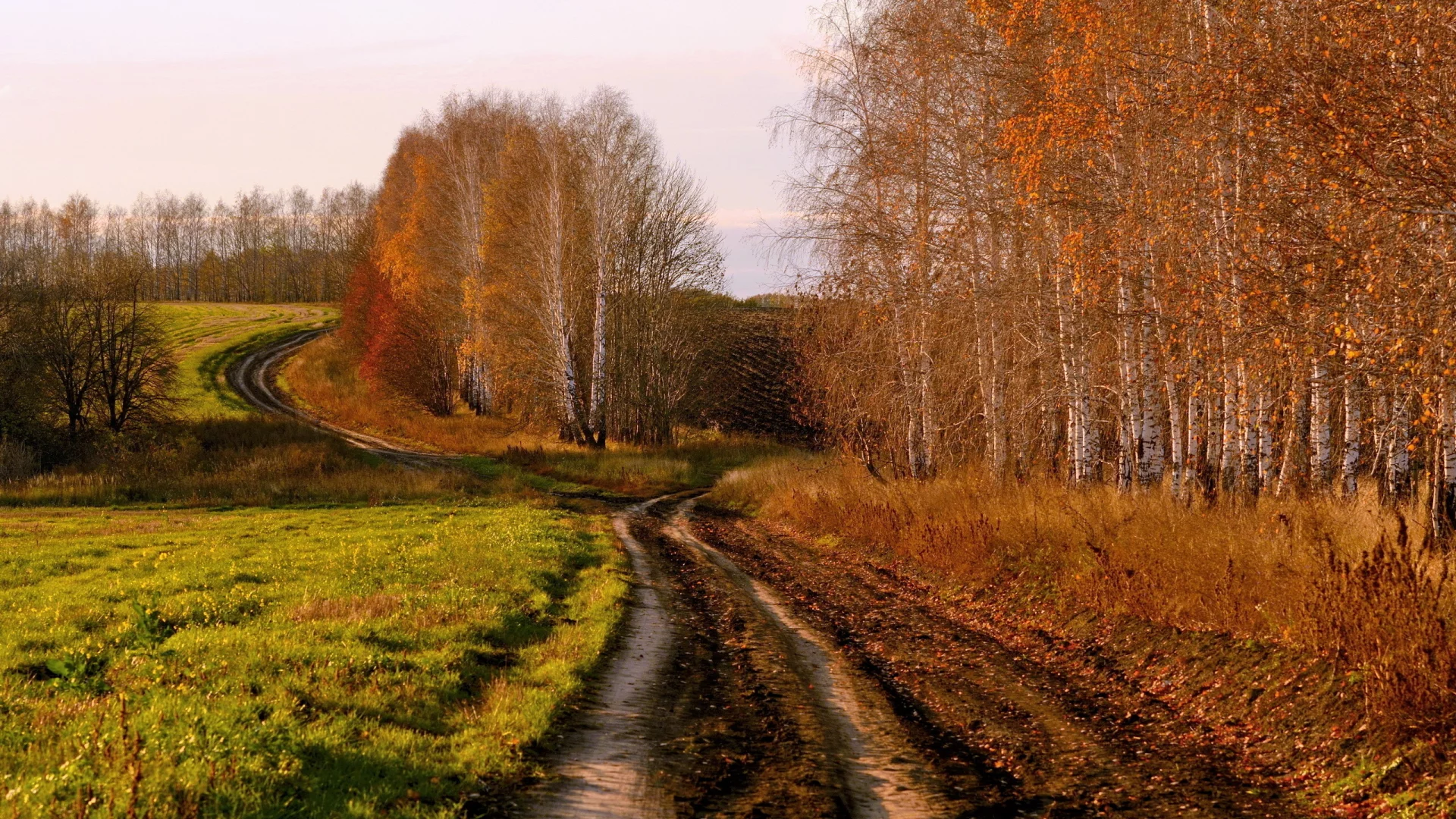 осень, поле, дорога, берёзы