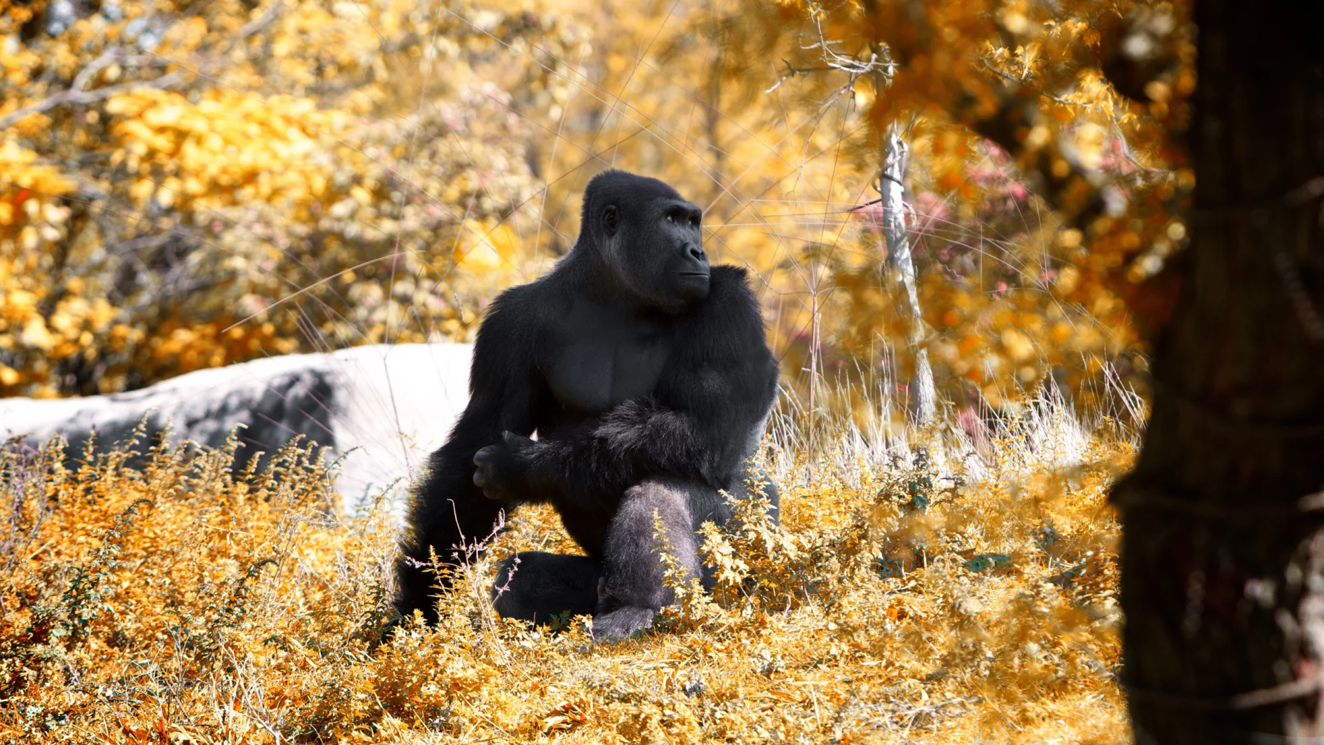 this fall and stopped, at the zoo, went to detroit