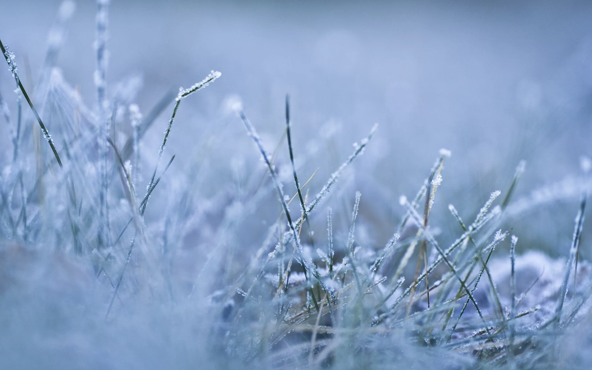 frozen, утро, холод, мороз