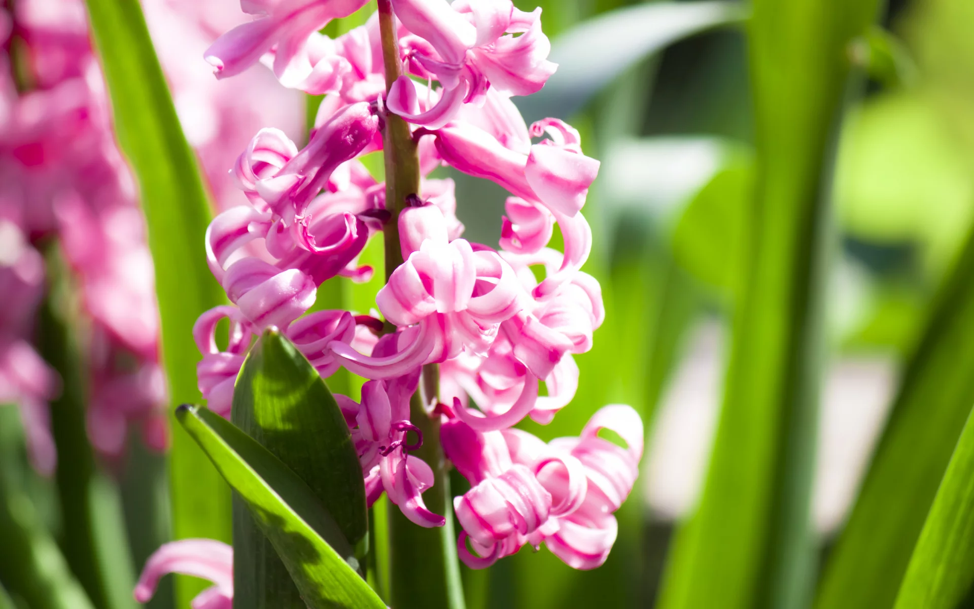 гиацинт, flowers, лепестки, цветки, макро, цветы