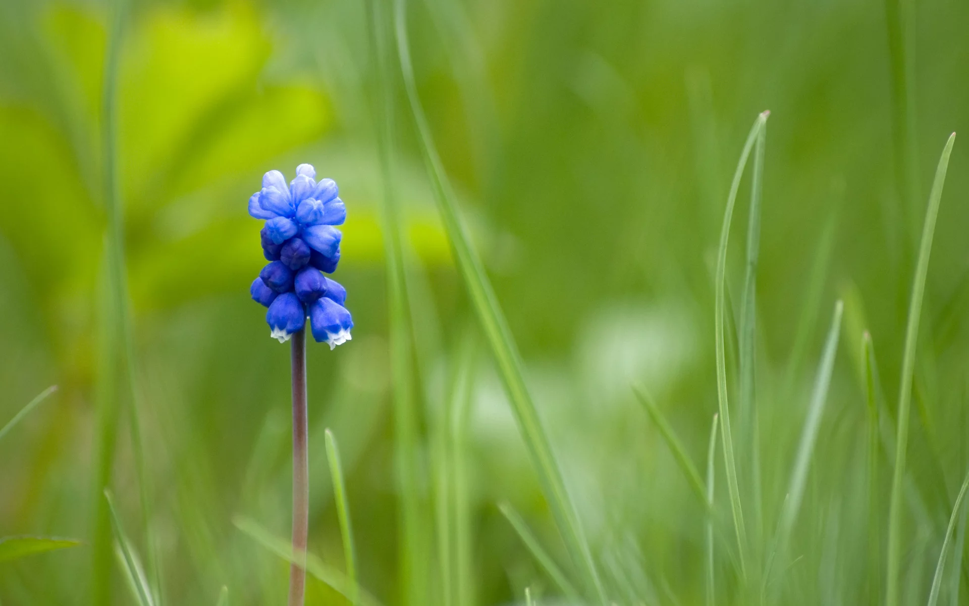 синий, mouse flower, один