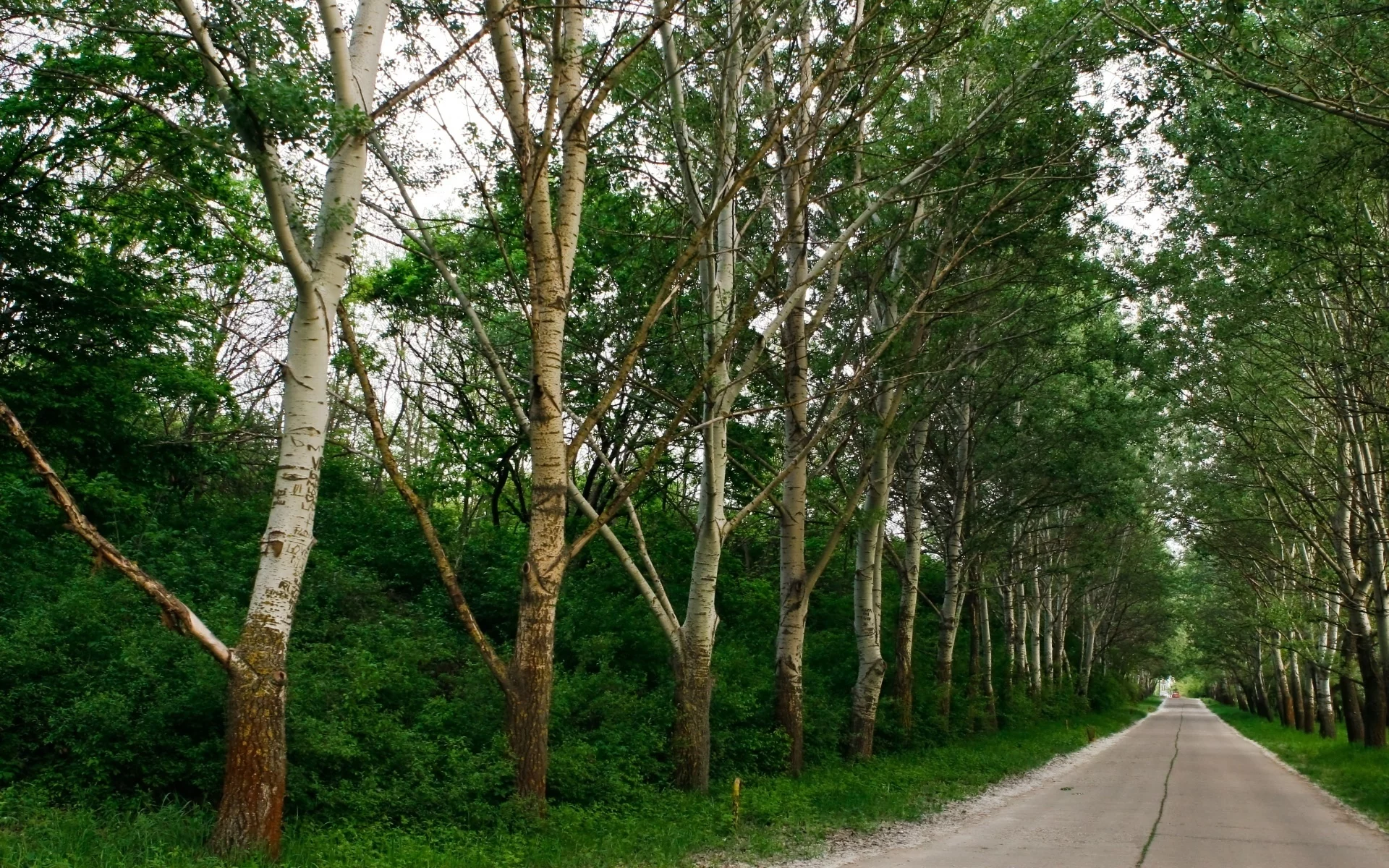 зелень, деревья, дорога