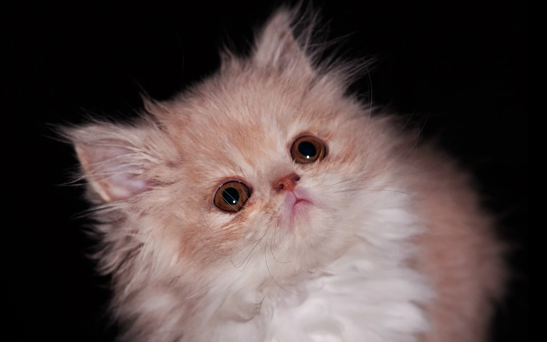 пушистый, котенок, кошка
