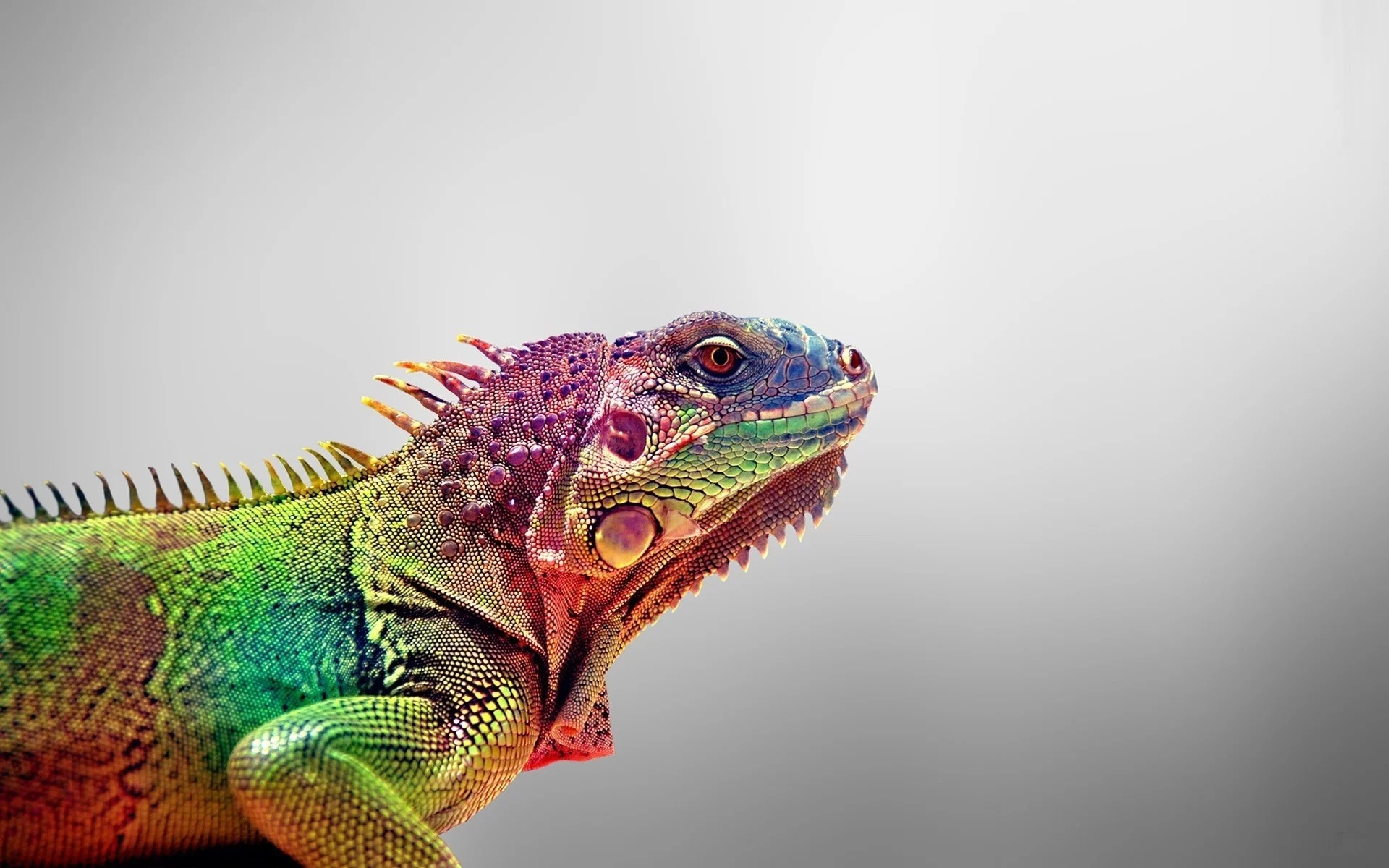 игауна, iguana, animals, ящерица, цвета