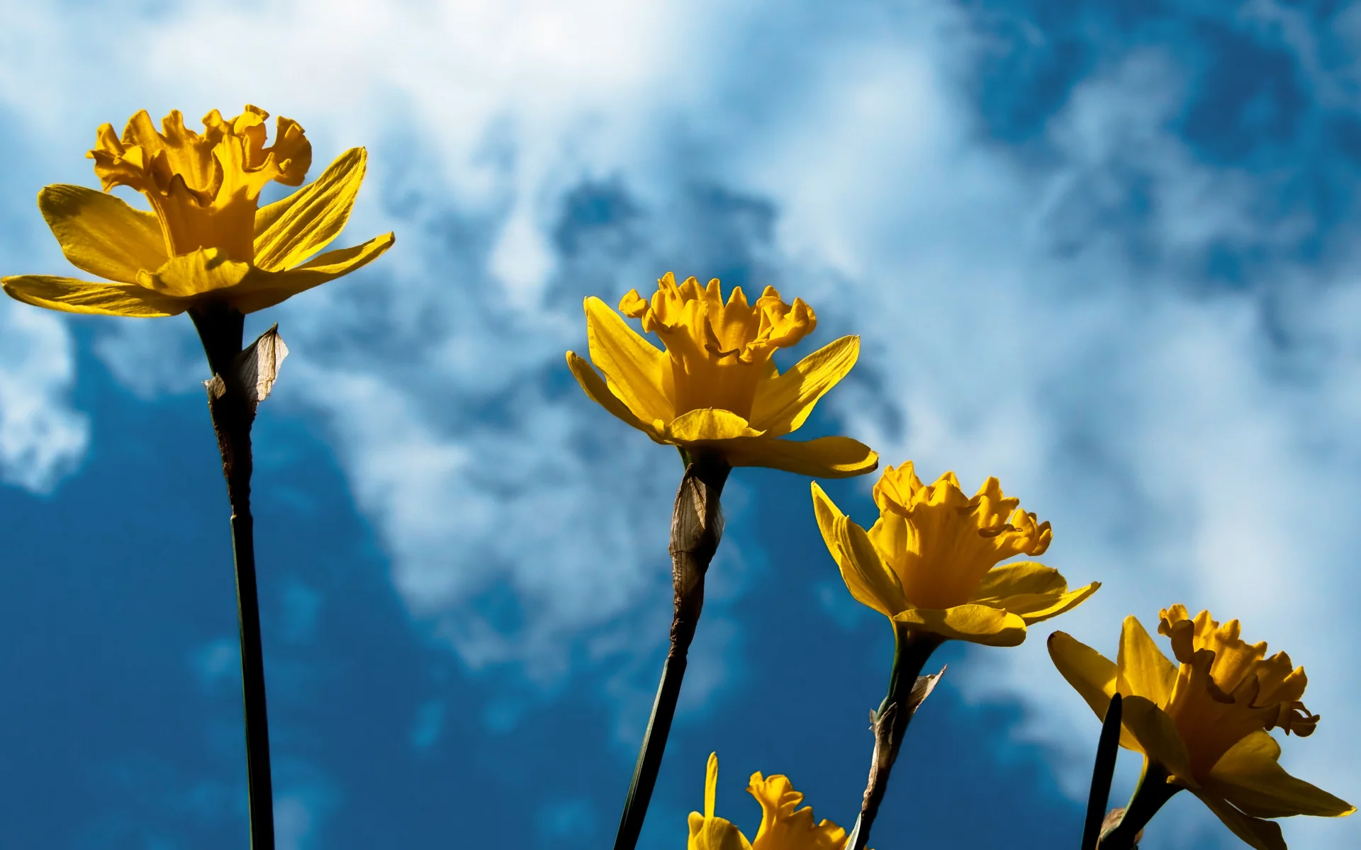цветы, нарциссы, narcissus, весна, daffodils, желтый