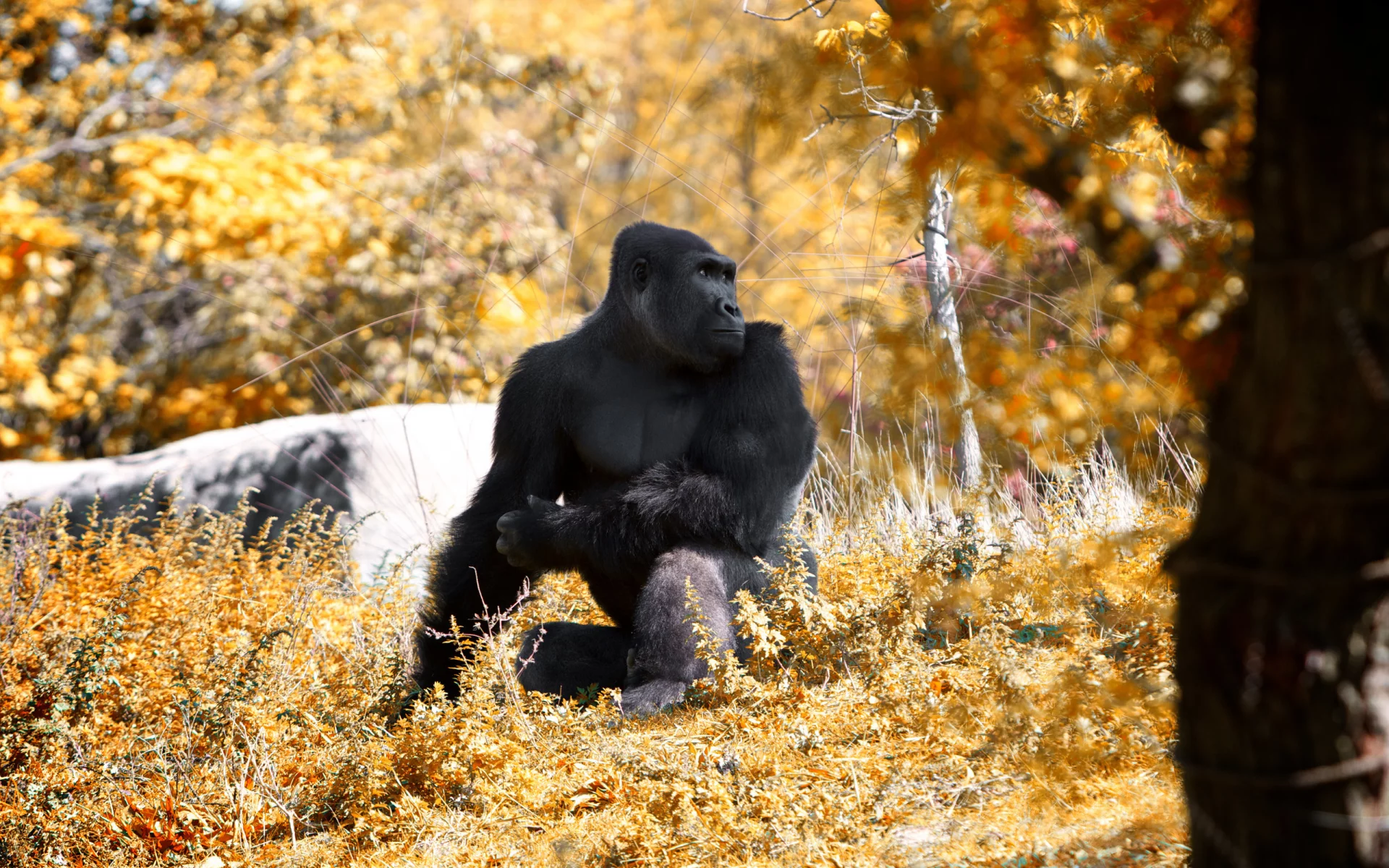 this fall and stopped, at the zoo, went to detroit