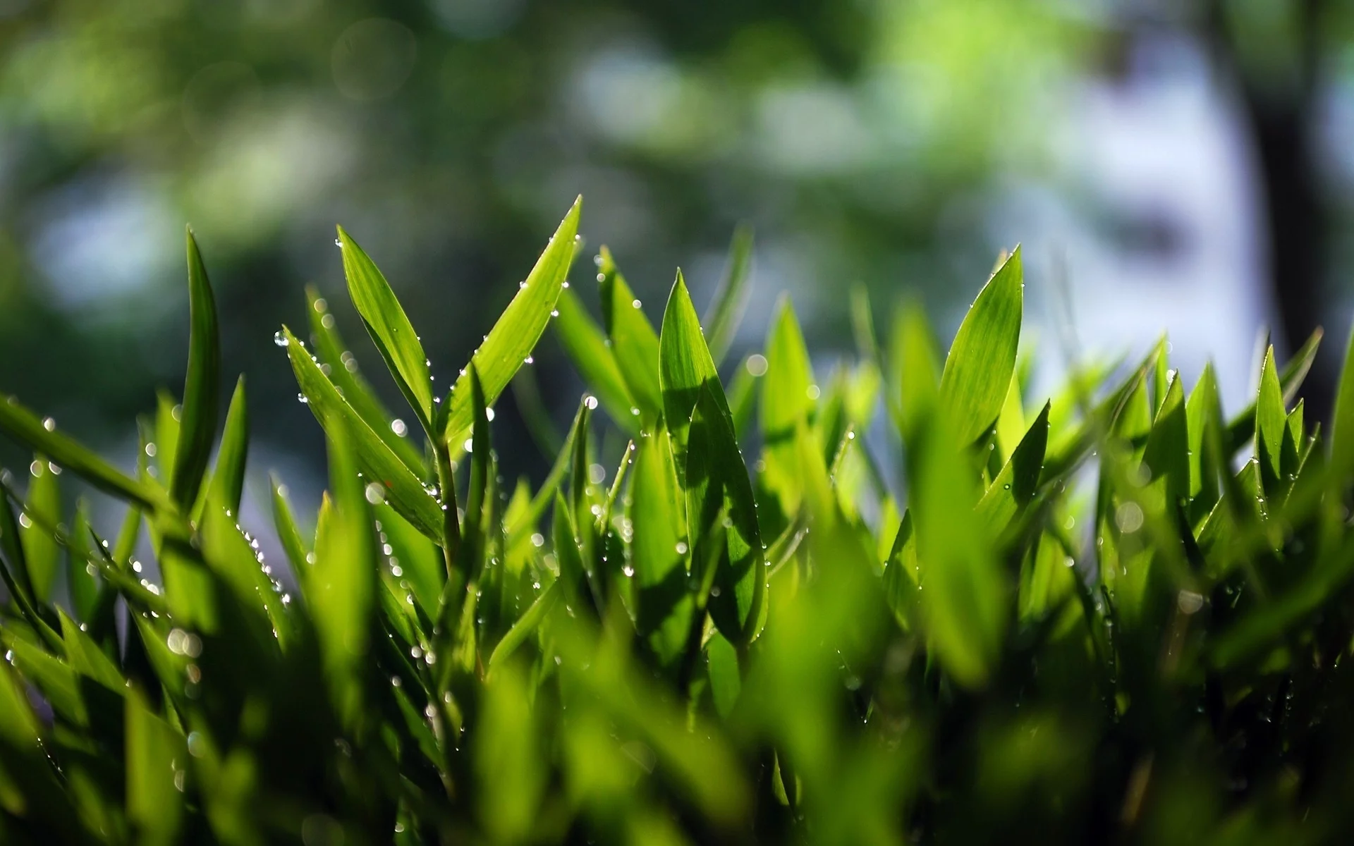 зелень, grass, трава