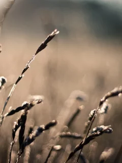 боке, bokeh, размытость, макро, растения, лето, фото, природа, wallpapers, солнце, колоски, поле, лучи