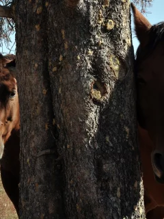 лошади, природа, лошадь, скрытность, дерево