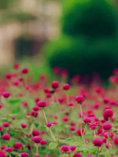 поляна, поле, wallpapers, растения, обои, цветы, цветение, природа, pink field, картинки