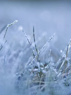 frozen, утро, холод, мороз