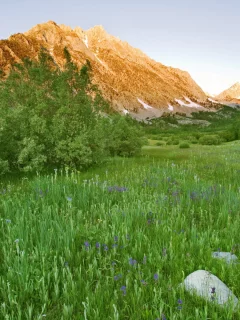 кустарник, цветы, горы, зелень, трава, яркая