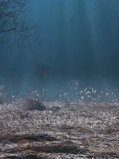 дерево, лучи, камыши, ночь, сумерки, туман, утро