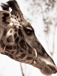 animal, природа, жираф, макро, giraffe