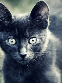 котенок, кошка, серый, шерсть, глаза, взгляд, животные