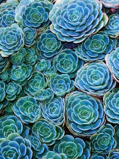 echeveria, cactus, зеленый