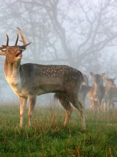 hirsch, роги, олень, утро, стадо, главный