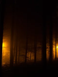 лес, ночные огни, фонари, evening lights, огни, ночь