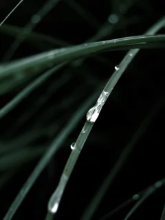 nature, капли, макро, природа, вода, зелень, трава