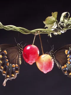 листья, ветка, черный фон, ранет ка, яблоко, бабочки