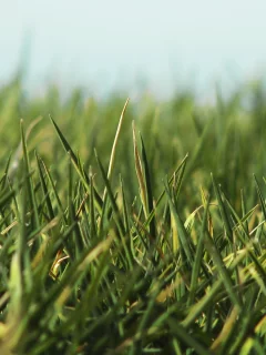 green macro, трава, красивые фоновые обои для рабочего стола, макро, фото